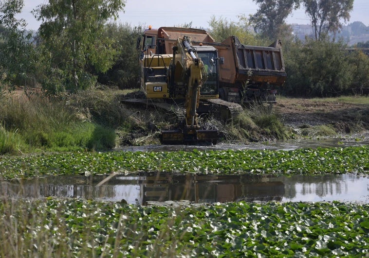 Las máquinas empiezan a retirar el nenúfar mientras el Gobierno prepara el concurso de la segunda fase