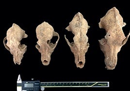 Antoni Canals abre el V ciclo de conferencias de otoño del Arqueológico de Badajoz