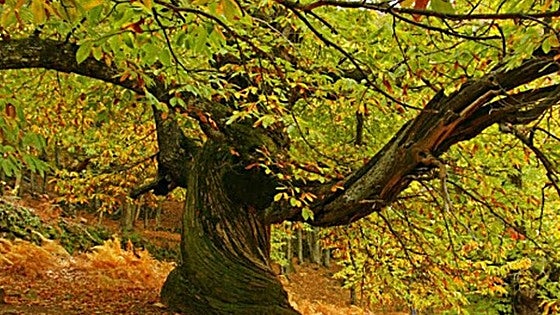 Un castañar de Extremadura, elegido por National Geographic como uno de los más bonitos de España