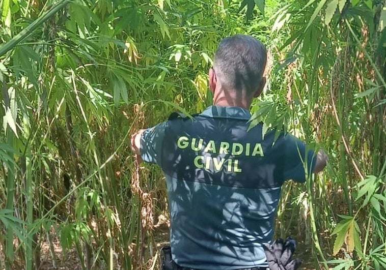 Tres detenidos por cultivar 201 plantas de marihuana en las inmediaciones del río Gévora