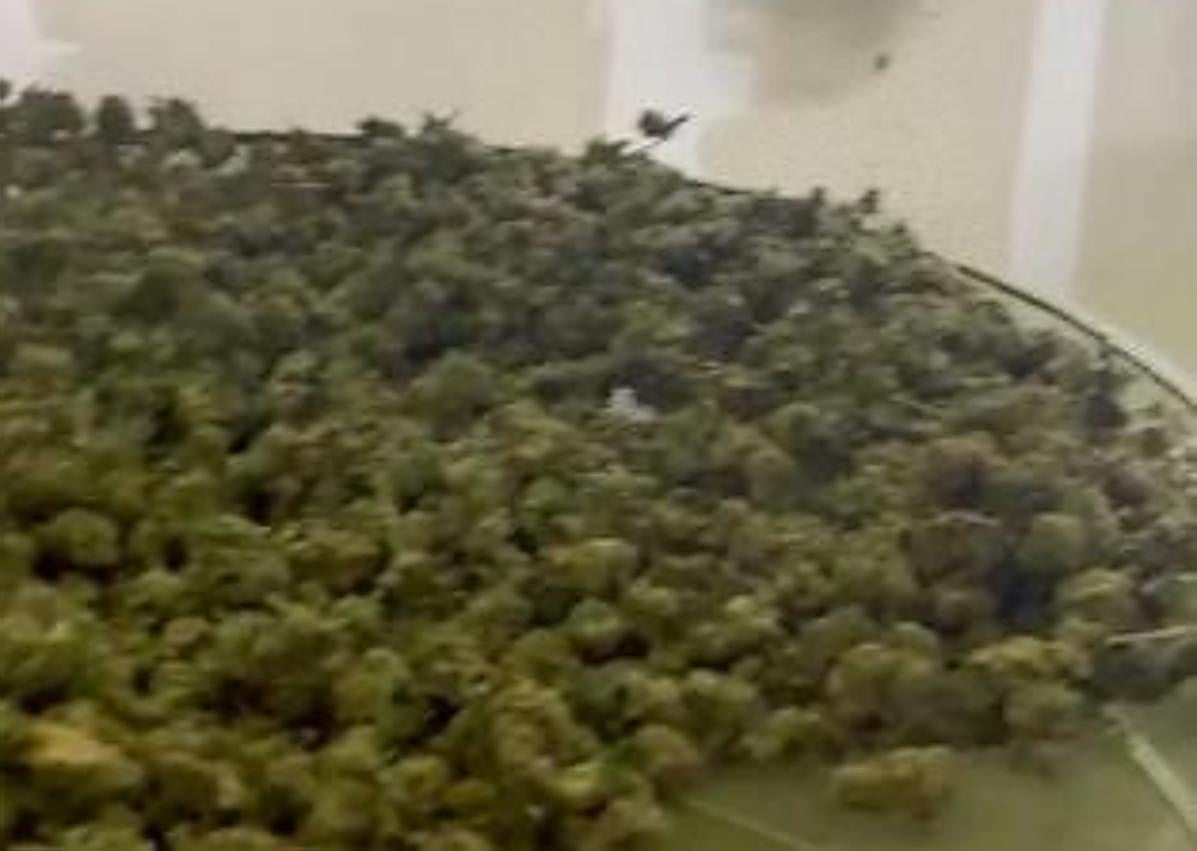 Imagen secundaria 1 - Dos detenidos por cultivar marihuana en una nave de Almendralejo con enganches ilegales a la red