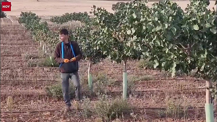 El pistacho, un cultivo de moda en Extremadura