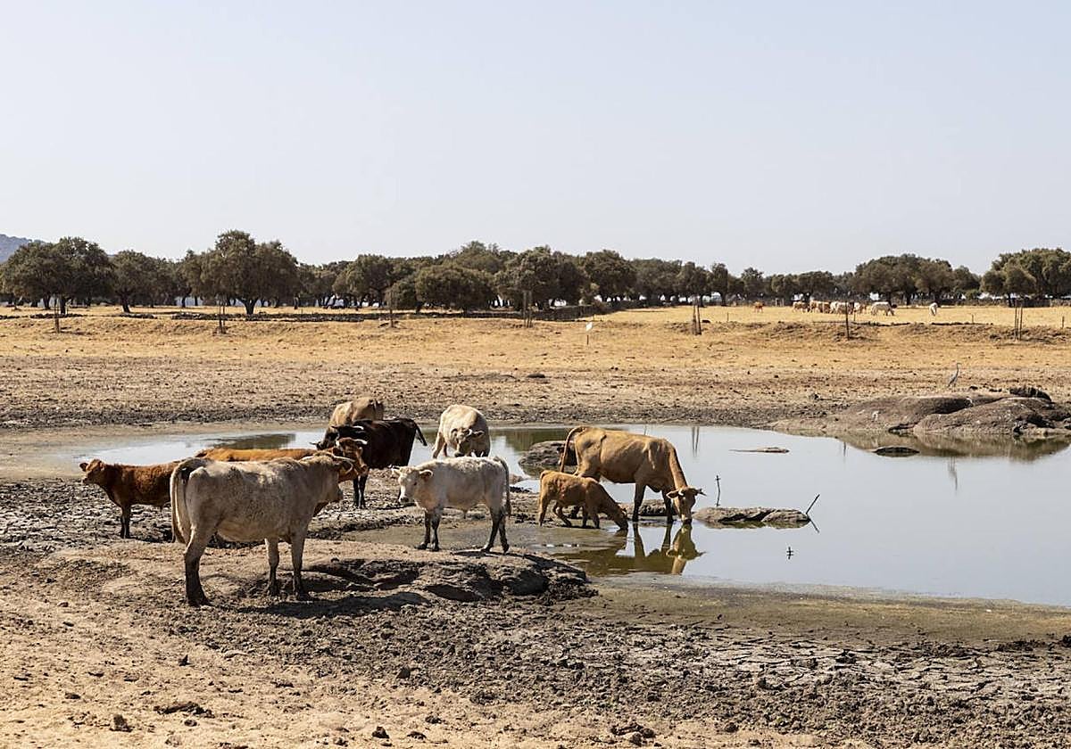 Vacas en el abrevadero público de Oliva de Plasencia para beber.