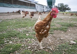 El Gobierno confina las aves de corral en 99 municipios extremeños por la gripe aviar