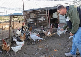 José Antonio Peña Morillo, veterinario y ganadero, en su gallinero de Castuera.