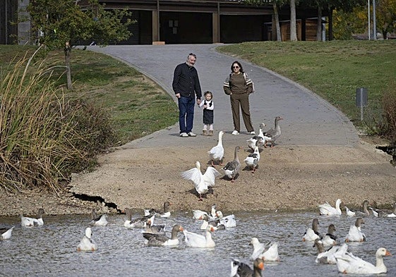 Una familia observa los gansos del río Guadiana, este miércoles por la mañana.