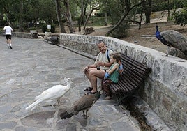 Los pavos reales son una de las grandes atracciones para ciudadanos y turistas.