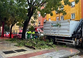 Operarios municipales recogiendo los restos del árbol.