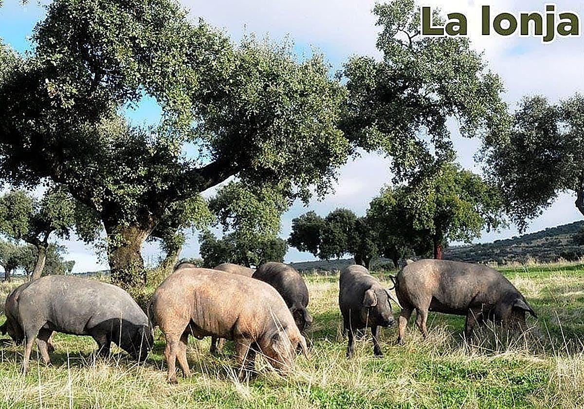 Lonja agropecuaria del martes, 25 de noviembre