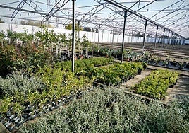 Las plantas en el vivero municipal de Badajoz.