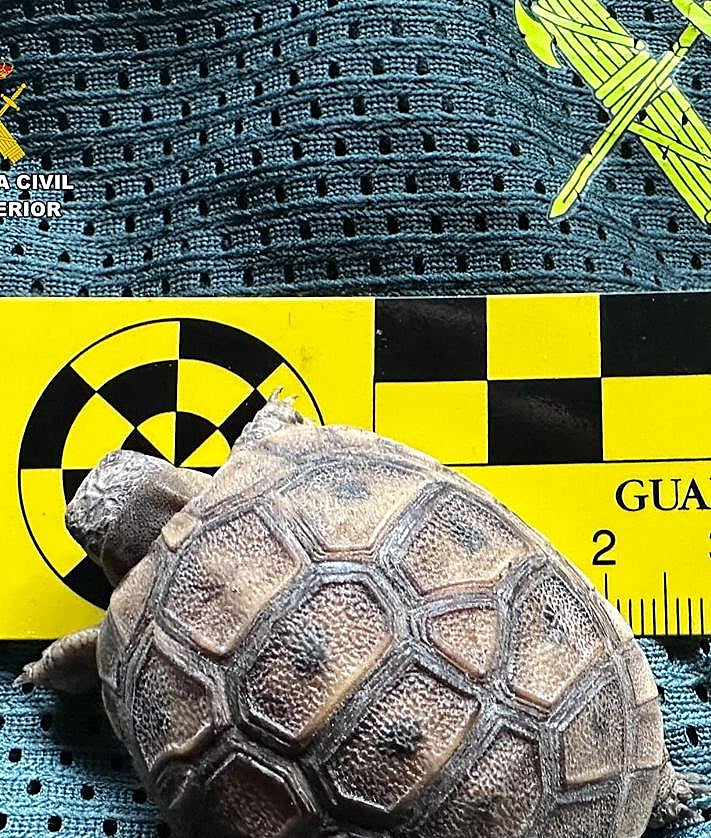 Imagen secundaria 2 - Intervienen casi 500 animales exóticos protegidos en un falso refugio de Ávila, algunos procedentes de Badajoz