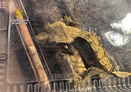 Intervienen casi 500 animales exóticos protegidos en un falso refugio de Ávila, algunos procedentes de Badajoz