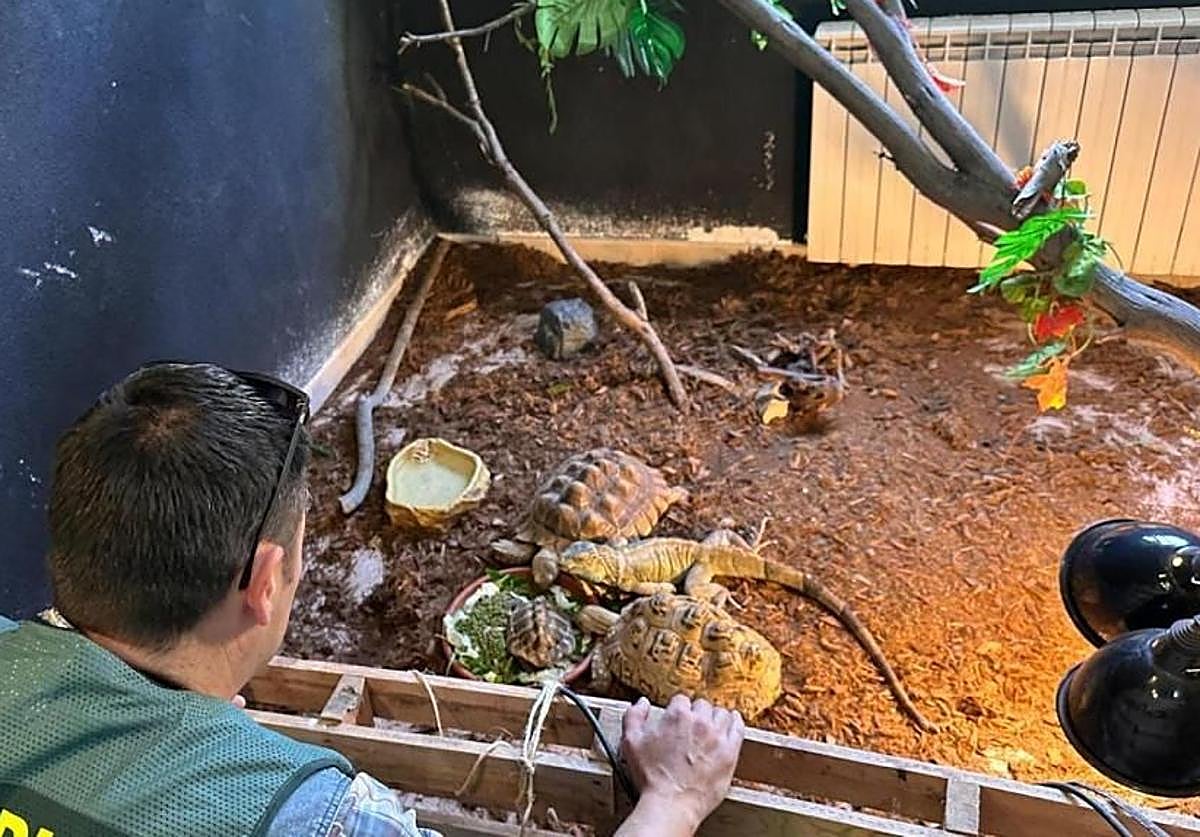 Imagen principal - Intervienen casi 500 animales exóticos protegidos en un falso refugio de Ávila, algunos procedentes de Badajoz