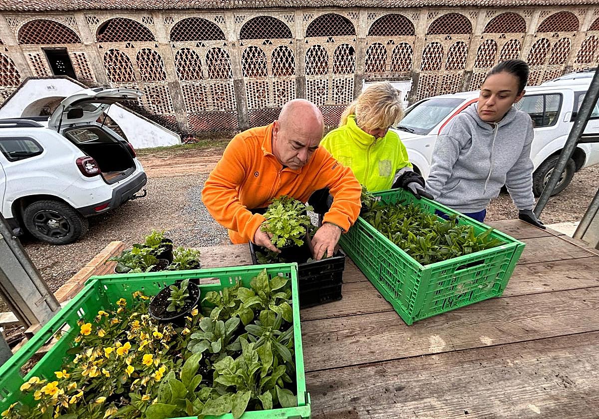 Distribución de las plantas ornamentales de la Diputación.