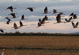 Grullas en el campo extremeño.