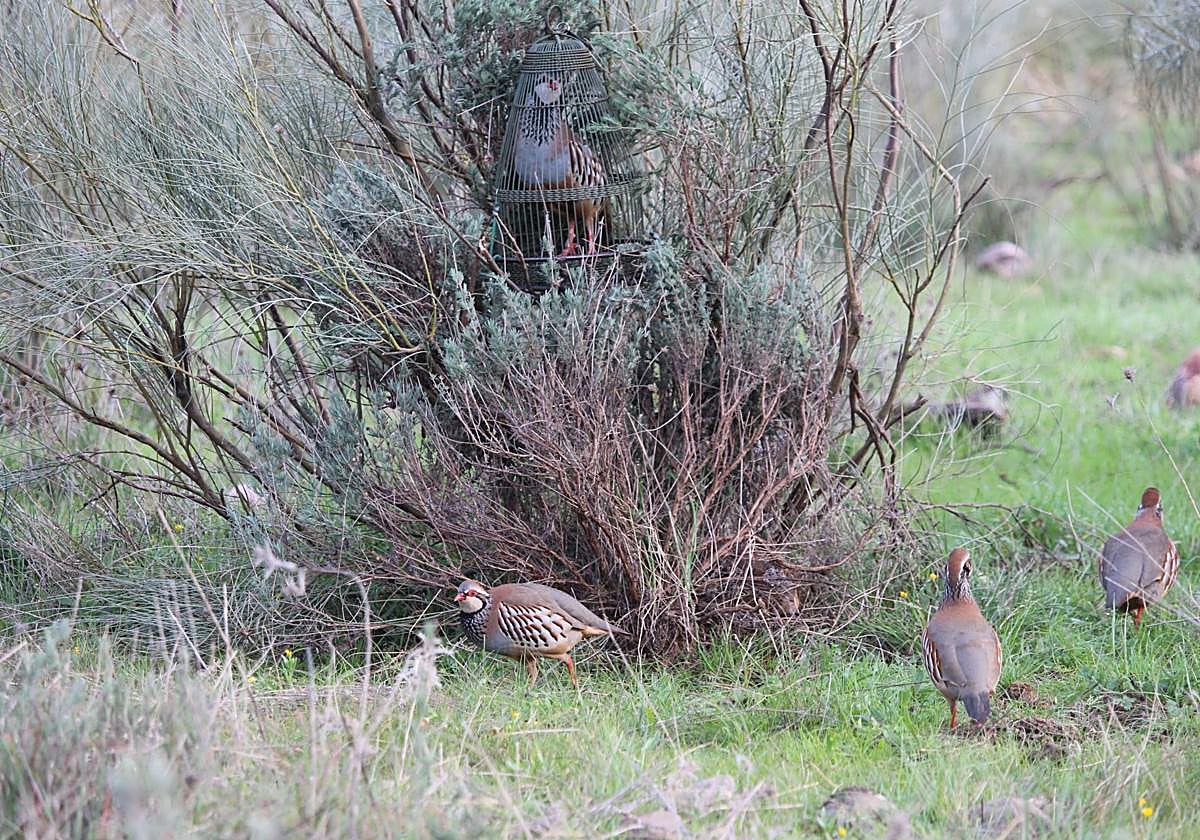 Fedexcaza impulsa la declaración de la perdiz con reclamo como Bien de Interés Cultural en Extremadura