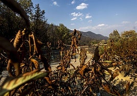 Finca de cerezos afectada por el incendio de Jarilla el pasado verano.