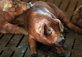 El Censyra subastará en diciembre varios lotes de ganado porcino