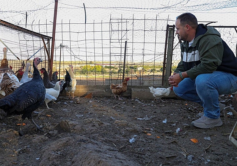 El Gobierno avisa, las aves seguirán confinadas al menos unas semanas más