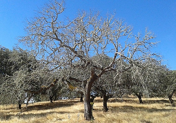 Árboles afectados por la seca en la región.