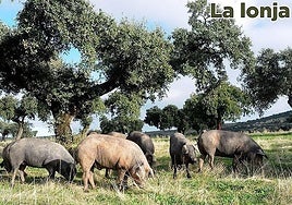 Lonja agropecuaria del martes, 2 de diciembre