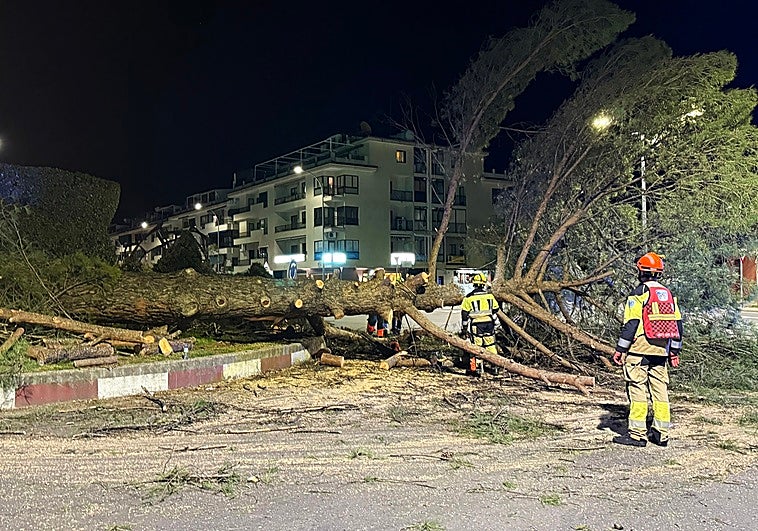 Un gran árbol se desploma en la rotonda de Los Alamitos de Plasencia y cae sobre un vehículo sin causar heridos