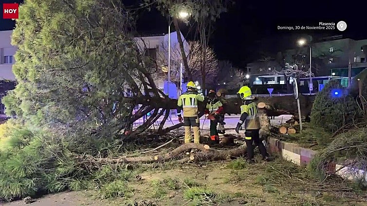 Un gran árbol se desploma en Plasencia y cae sobre un vehículo sin causar heridos