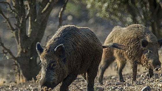 La peste porcina africana se ha detectado en jabalíes de un área de la provincia de Barcelona.