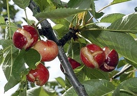 La Unión protestará en Cabezuela para pedir las ayudas a cereceros por la lluvia