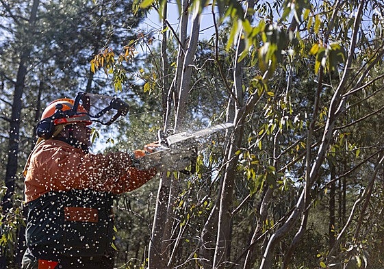 Trabajos de limpieza de monte en Extremadura.