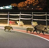 La Junta promete a los ganaderos controlar las poblaciones de jabalíes
