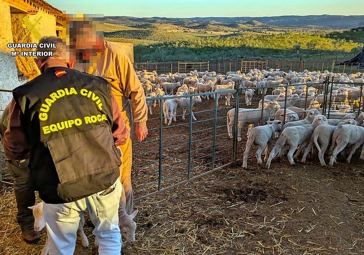 Detenido un vecino de Hornachos por robar 41 borregos en una finca del municipio y llevarlos a su explotación