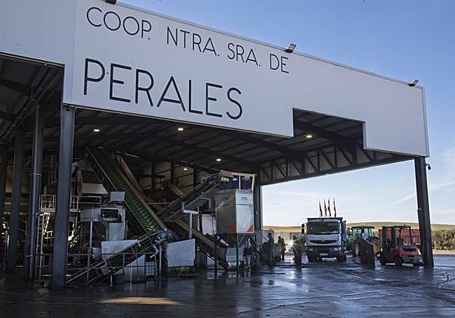 Vehículos en la cola para descargar aceituna en la cooperativa de Arroyo.