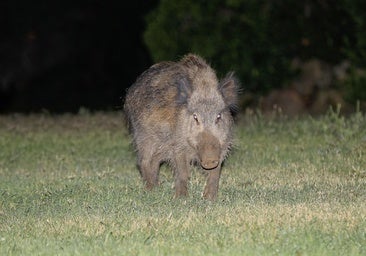 Extremadura pide colaboración a los cazadores para reducir el censo de jabalíes como medida frente a la peste porcina