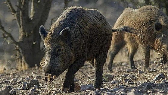 La Junta asegura que no hay casos de peste porcina en la región extremeña