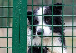 La dueña original recuperó al animal tras compensar e indemnizar a la persona acogedora.