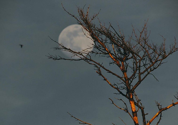 La primera luna llena de 2026 llega antes de lo que imaginas: cuándo y dónde ver la Luna del Lobo