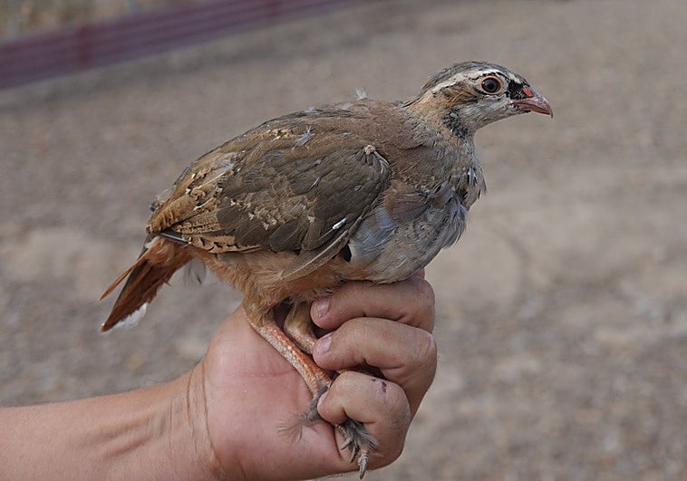 La Junta inicia los trámites para construir un centro que proteja la perdiz roja