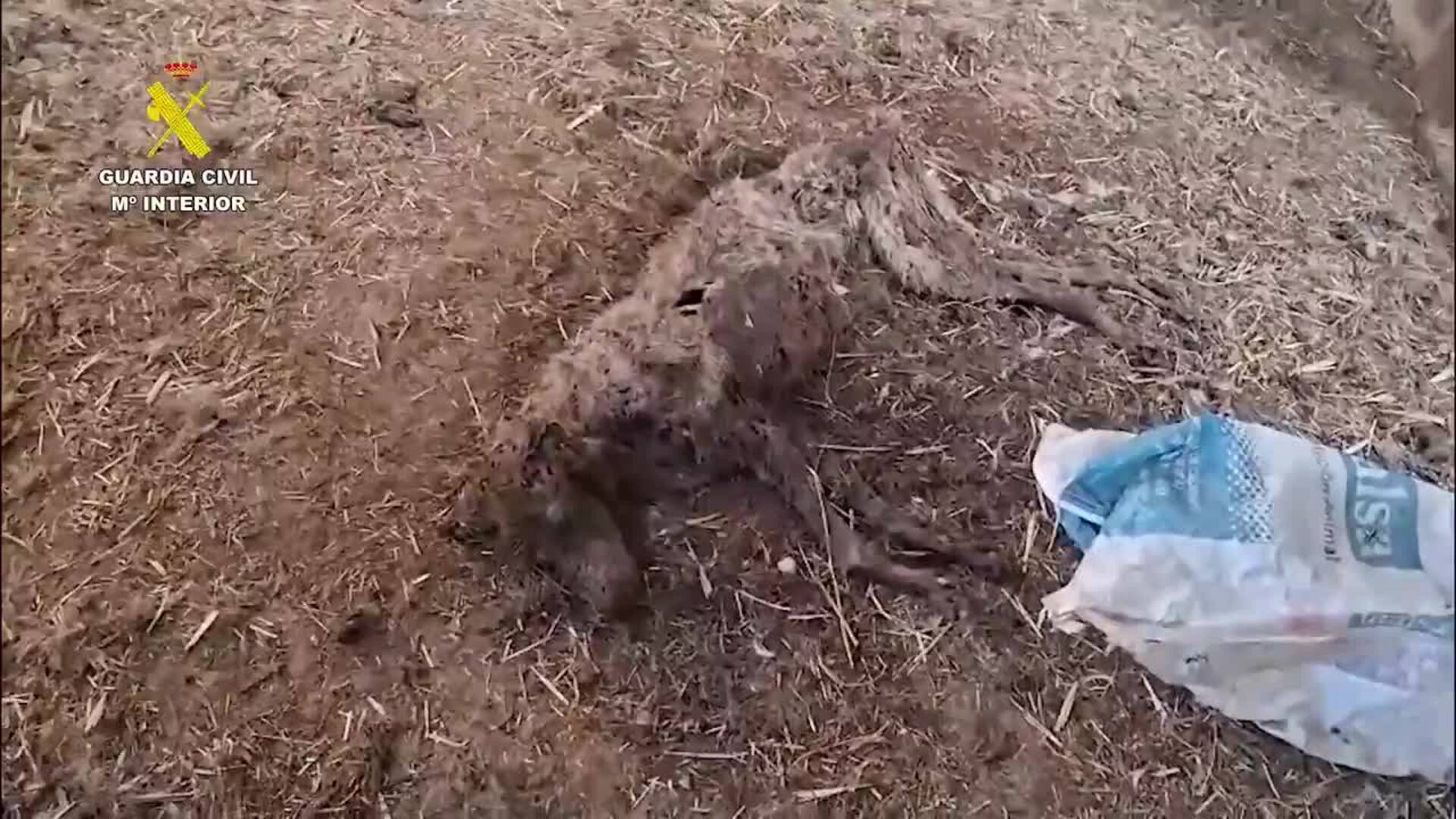La Guardia Civil halla 32 perros muertos por inanición en una finca de Azuaga (Badajoz)