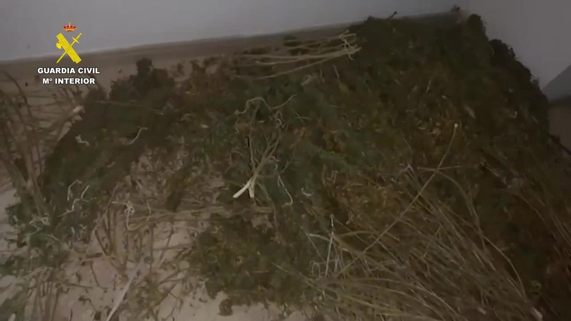 Guardia Civil detiene a dos individuos con más de un centenar de plantas de marihuana