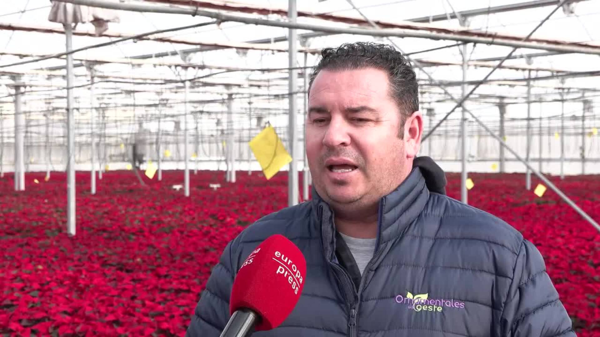 Vivero extremeño prevé una "buena campaña" navideña con una producción de 170.000 flores Pascua