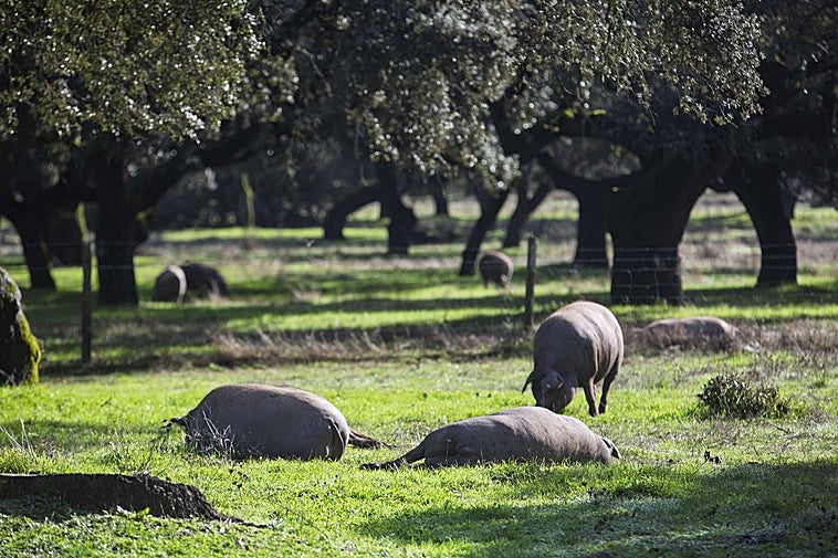 El porcino ibérico extremeño se libra del nuevo arancel chino