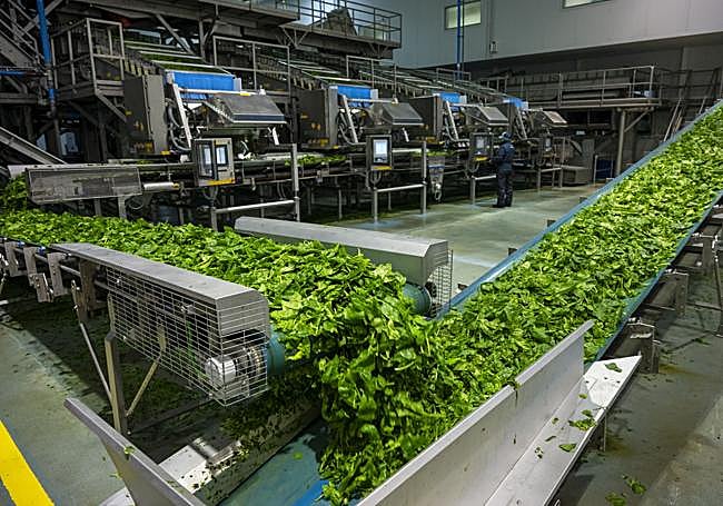 La hoja pasa por distintos procesos para garantizar la mayor calidad.