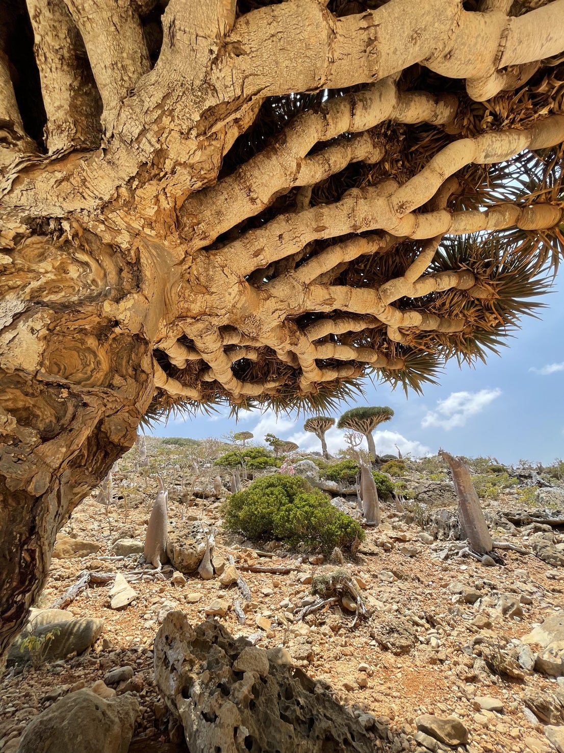El drago de Socotra, un árbol icónico y endémico del archipiélago de Socotra, en Yemen.