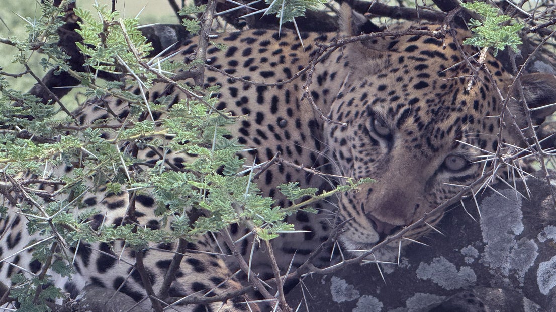 Un leopardo en Tanzania