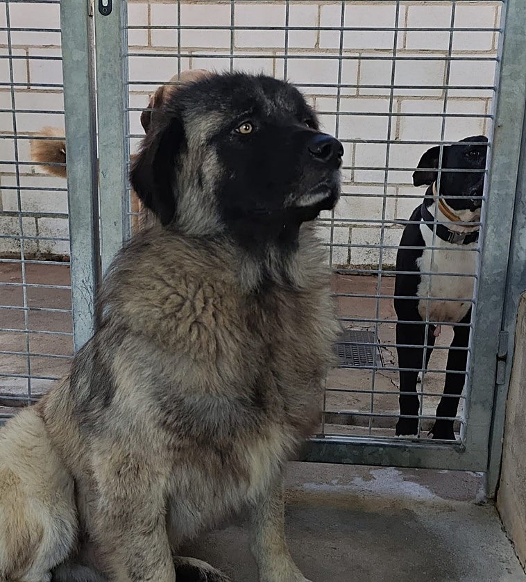 Aumenta las adopciones de perros de Refugio Turgalium