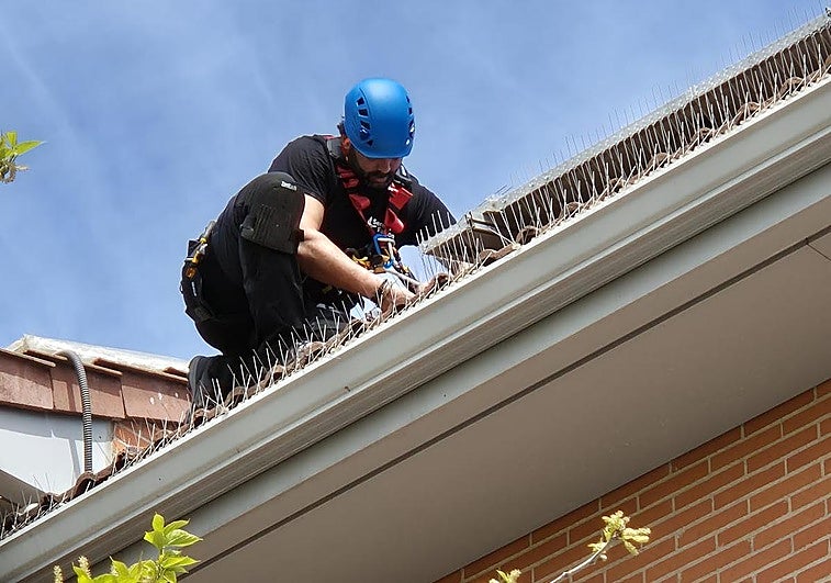 «Nunca he visto el problema de las palomas tan mal en Badajoz; trabajo para veinte comunidades»
