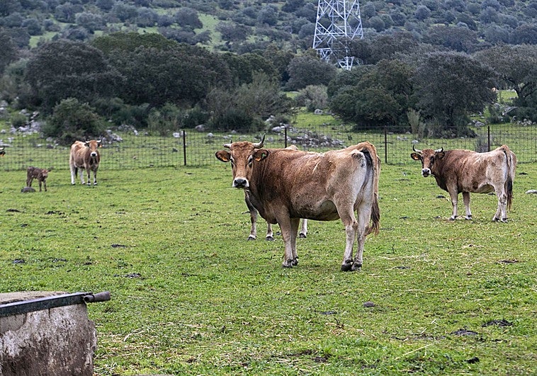 Mercosur beneficiará al aceite o el vino de Extremadura, pero perjudicará a la carne y los cereales