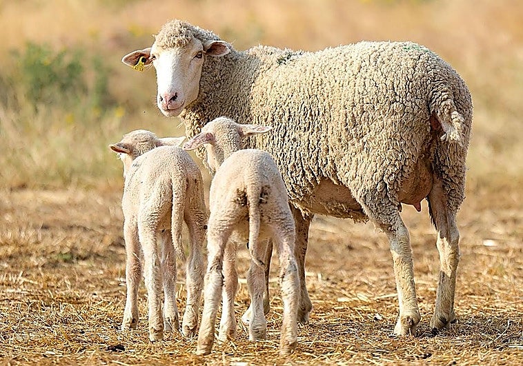 Las explotaciones ganaderas ya pueden pedir las ayudas para mejorar la bioseguridad