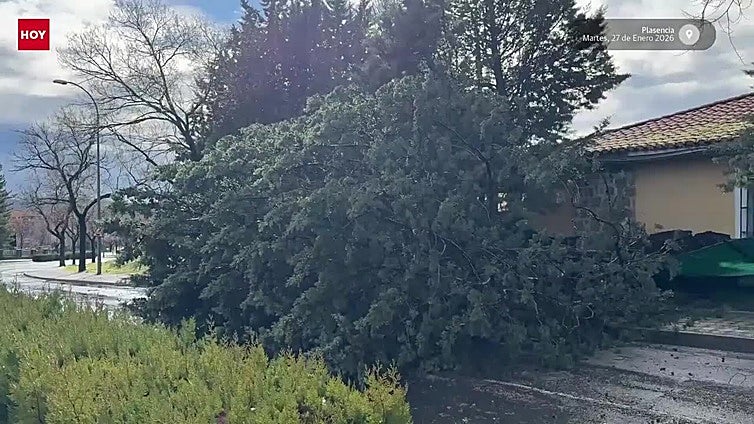El temporal provoca retenciones en Plasencia tras derribar un árbol junto al Hospital Virgen del Puerto